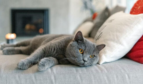 british shorthair breed